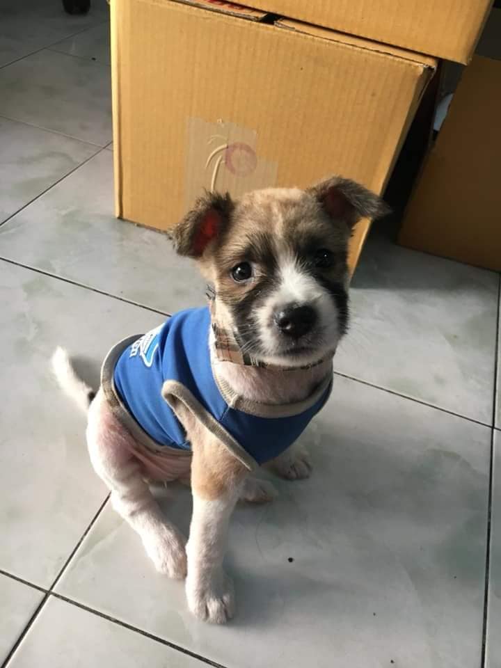 Woman Finishes Marathon Carrying Puppy She Rescued Along The Way