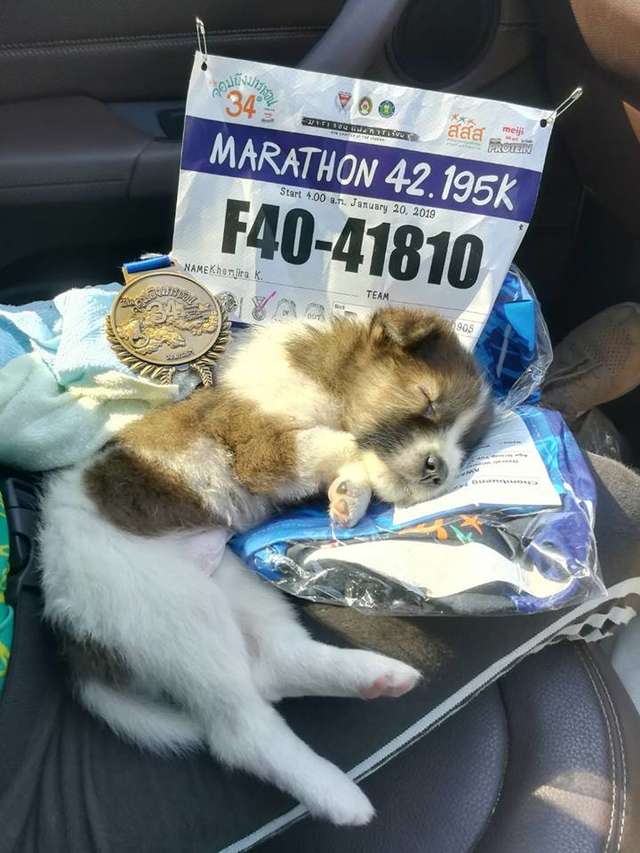 Woman Finishes Marathon Carrying Puppy She Rescued Along The Way