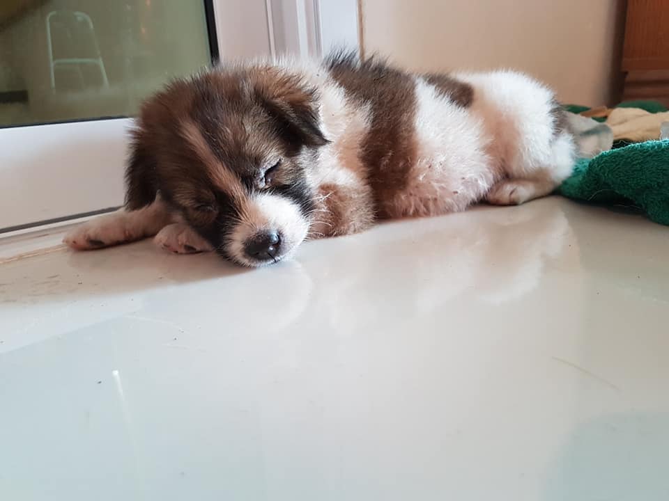 Woman Finishes Marathon Carrying Puppy She Rescued Along The Way