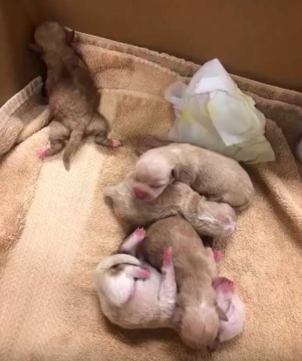 Video of a Woman Suspected of Dumping Puppies in Coachella