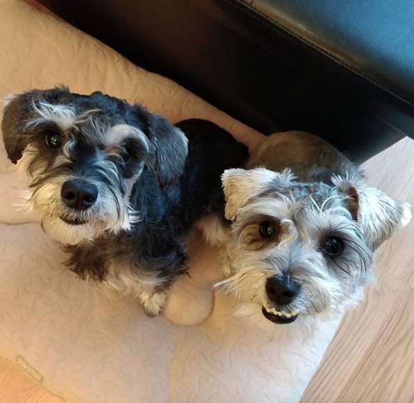 Dog Brother Helps his Dog Sister Break Out