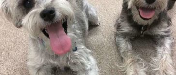 Dog Brother Helps his Dog Sister Break Out