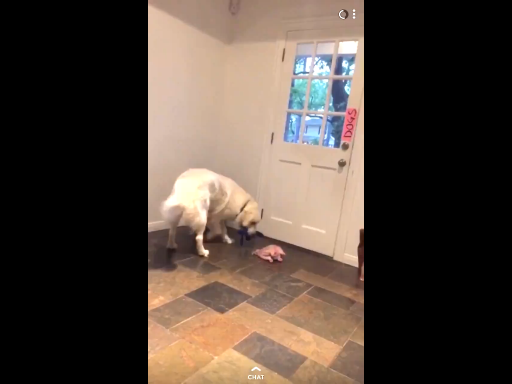 Cooper; The dog gets super excited when owner scores a basket