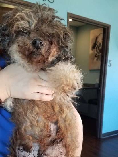 Breeder leaves mama dog at shelter for being put down on Mother’s Day