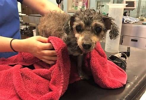 Breeder leaves mama dog at shelter for being put down on Mother’s Day