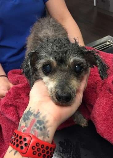 Breeder leaves mama dog at shelter for being put down on Mother’s Day