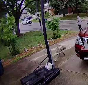 Doorbell Video of A Dog Who Desperately Tries To Follow Back The Woman Who Abandoned Her