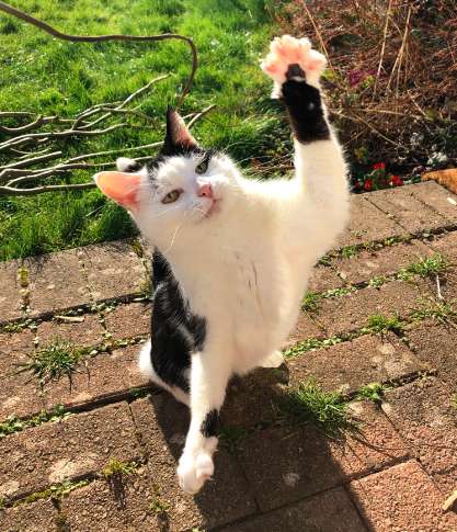 Adorable Cat Takes Her Favorite Plush Toys With Her On A little Adventure