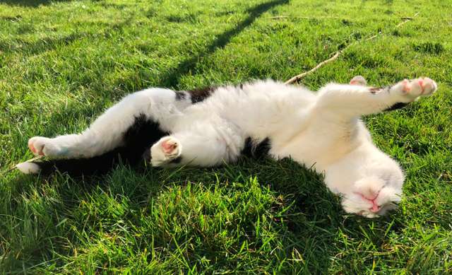 Adorable Cat Takes Her Favorite Plush Toys With Her On A little Adventure