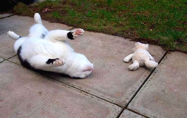 Adorable Cat Takes Her Favorite Plush Toys With Her On A little Adventure