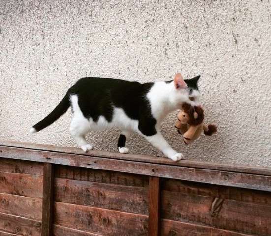 Adorable Cat Takes Her Favorite Plush Toys With Her On A little Adventure