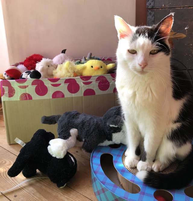 Adorable Cat Takes Her Favorite Plush Toys With Her On A little Adventure