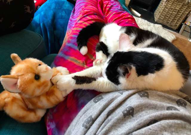 Adorable Cat Takes Her Favorite Plush Toys With Her On A little Adventure
