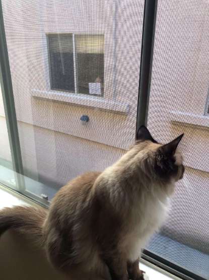 Cats See Each Other Every Day Through Window And Fall In Love