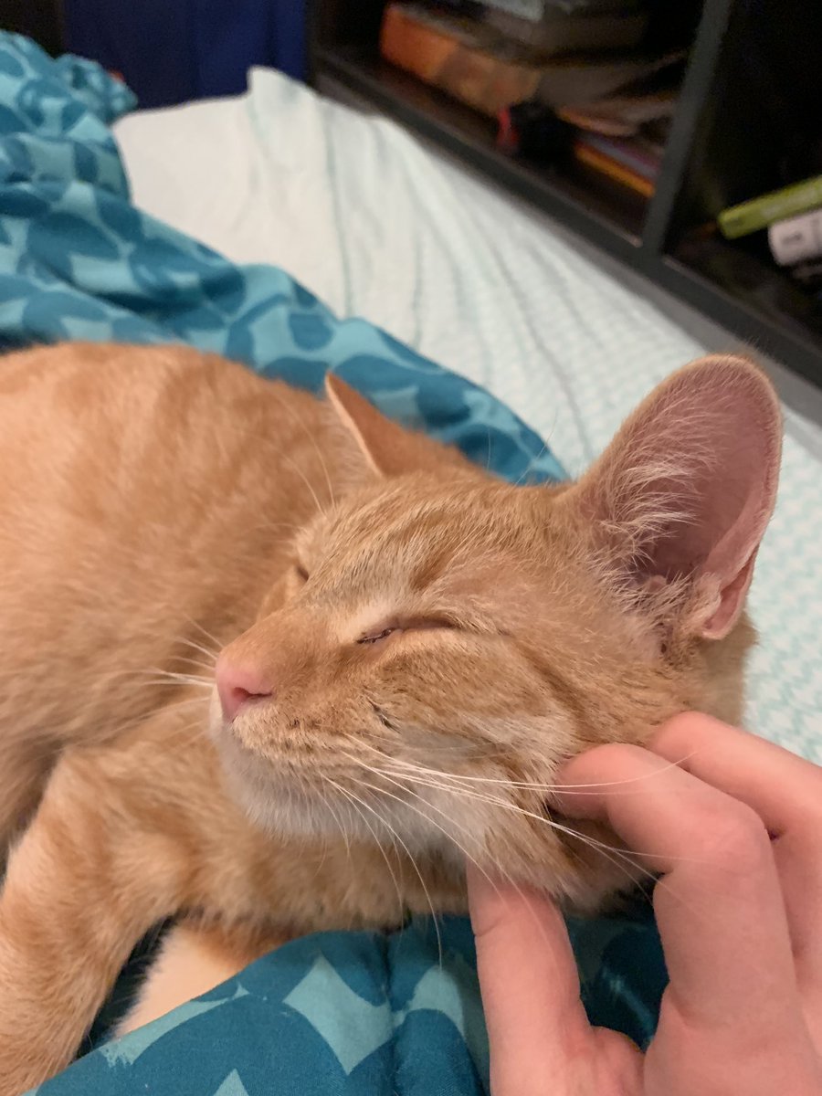 Cats See Each Other Every Day Through Window And Fall In Love