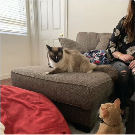 Cats See Each Other Every Day Through Window And Fall In Love