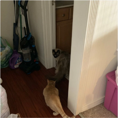 Cats See Each Other Every Day Through Window And Fall In Love