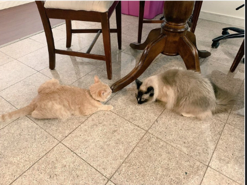 Cats See Each Other Every Day Through Window And Fall In Love