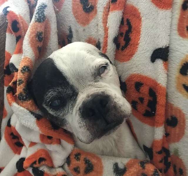 Dad Is Moved To Tears After Seeing A familiar Face On The Pillow