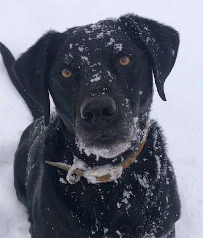 Labrador chases away the thief who steals the package off the porch