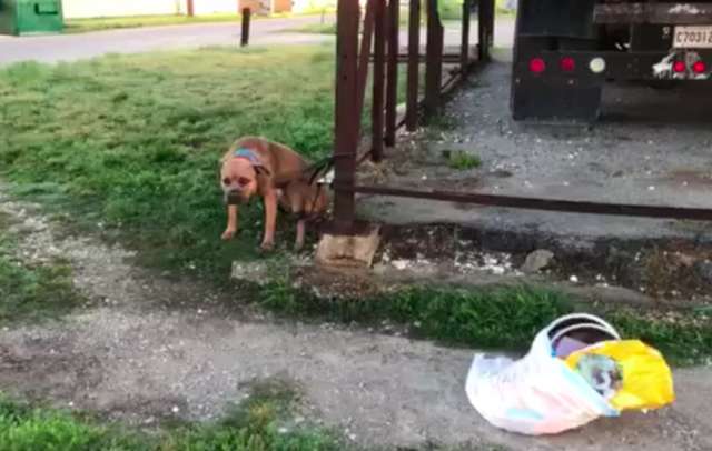 Dog Dumped While Tangled In His Leash Along With A Saddest Note