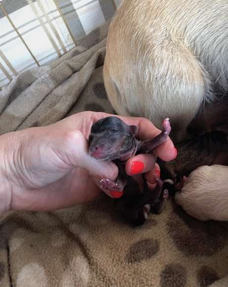 Dog Rescued From A Kill Shelter Gives Birth On Her Freedom Ride