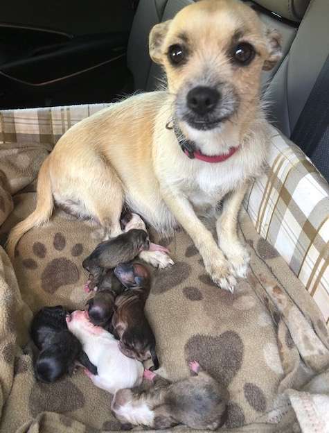 Dog Rescued From A Kill Shelter Gives Birth On Her Freedom Ride