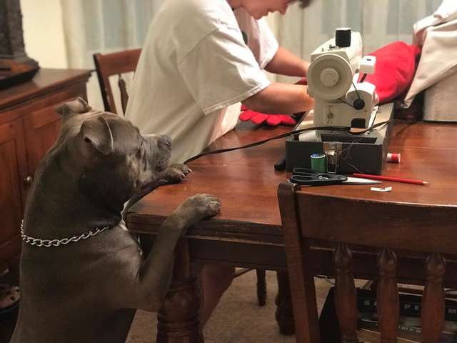 This dog has the sweetest reaction after he rips his favorite pillow accidently