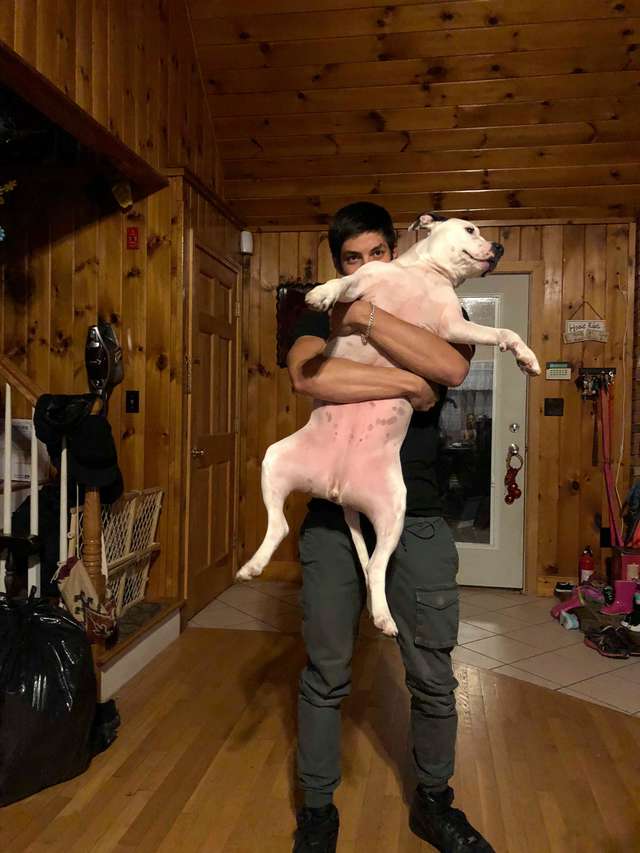 Family Dog Pulls Her Brother Out Of Car After The Car Crashes Into A Tree