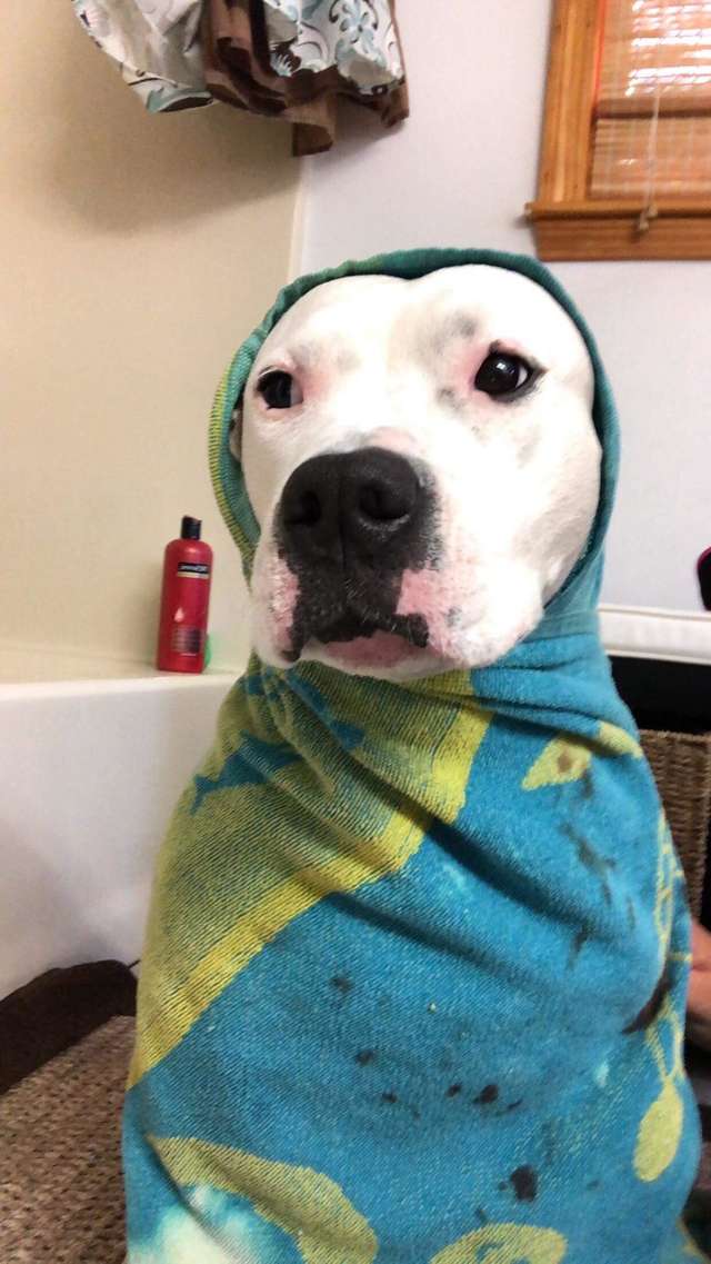 Family Dog Pulls Her Brother Out Of Car After The Car Crashes Into A Tree