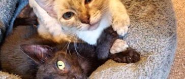 These Foster Cats are so bonded that they hold each other's paws