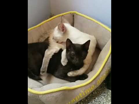 These Foster Cats are so bonded that they hold each other's paws