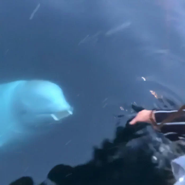 Nicest Beluga Whale Returns The Phone Accidentally Dropped Into Sea By A Woman