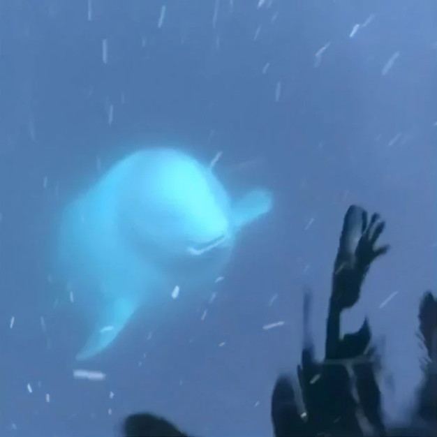 Nicest Beluga Whale Returns The Phone Accidentally Dropped Into Sea By A Woman