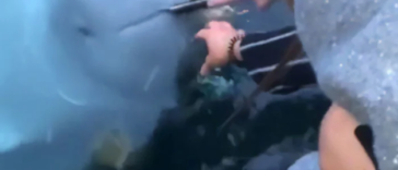 Nicest Beluga Whale Returns The Phone Accidentally Dropped Into Sea By A Woman