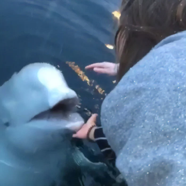 Nicest Beluga Whale Returns The Phone Accidentally Dropped Into Sea By A Woman