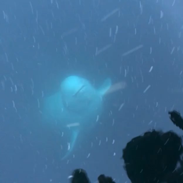 Nicest Beluga Whale Returns The Phone Accidentally Dropped Into Sea By A Woman
