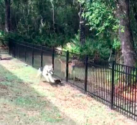 Rescued German Shepherd finally eases as he plays a game of tag with a wild deer
