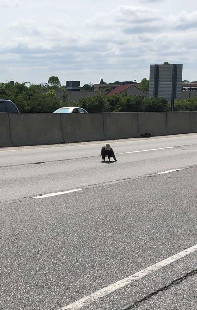 Motorcyclist Sees An Injured Bald Eagle Stuck On Road On Memorial Day Weekend And Saves Him