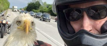 Motorcyclist Sees An Injured Bald Eagle Stuck On Road On Memorial Day Weekend And Saves Him