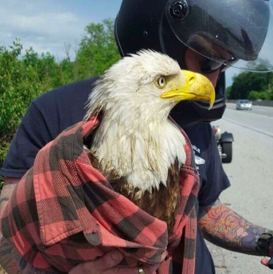 Motorcyclist Sees An Injured Bald Eagle Stuck On Road On Memorial Day Weekend And Saves Him