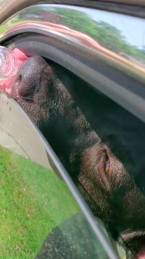 Man Saves a Poor Labrador Dog Stuck In A Hot Car by Breaking The Window