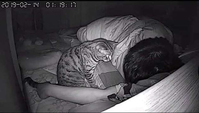 Owner sets up a hidden camera to see what his cat does while he sleeps