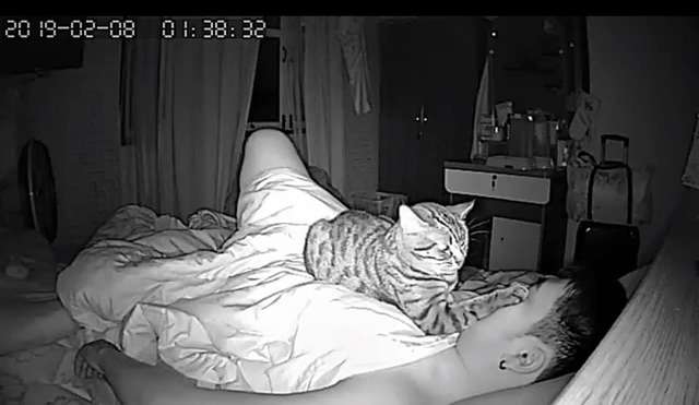 Owner sets up a hidden camera to see what his cat does while he sleeps