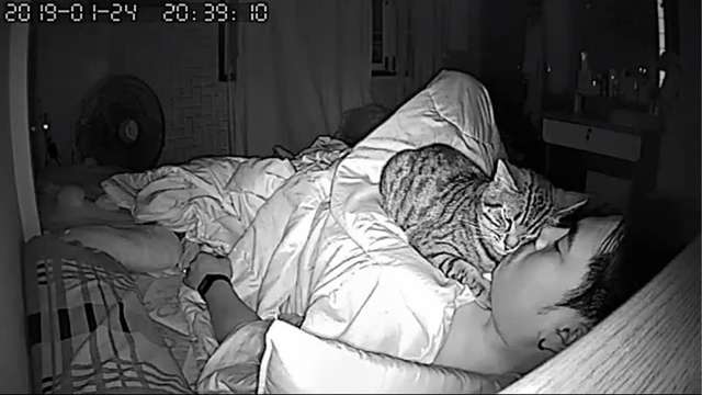 Owner sets up a hidden camera to see what his cat does while he sleeps