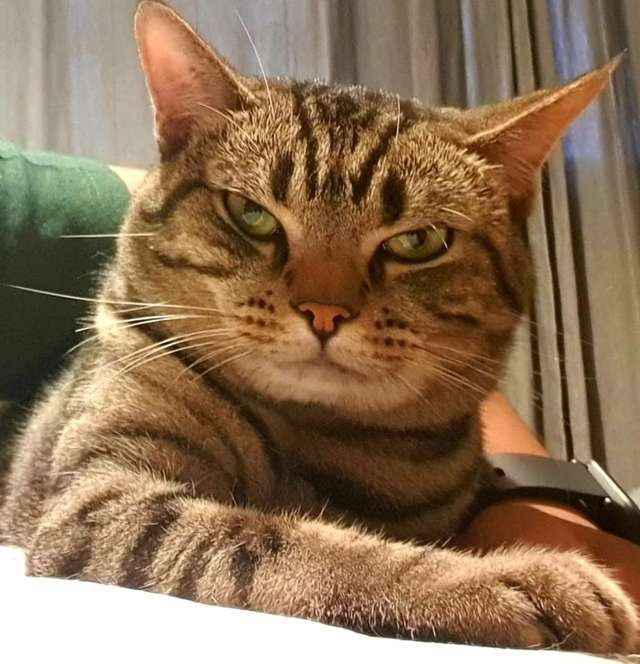 Owner sets up a hidden camera to see what his cat does while he sleeps