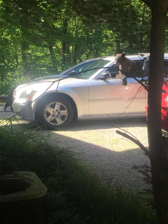 Guy Goes Outside To Find His Car Has A Whole Family Of Bears Inside