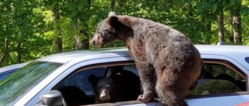 Guy Goes Outside To Find His Car Has A Whole Family Of Bears Inside