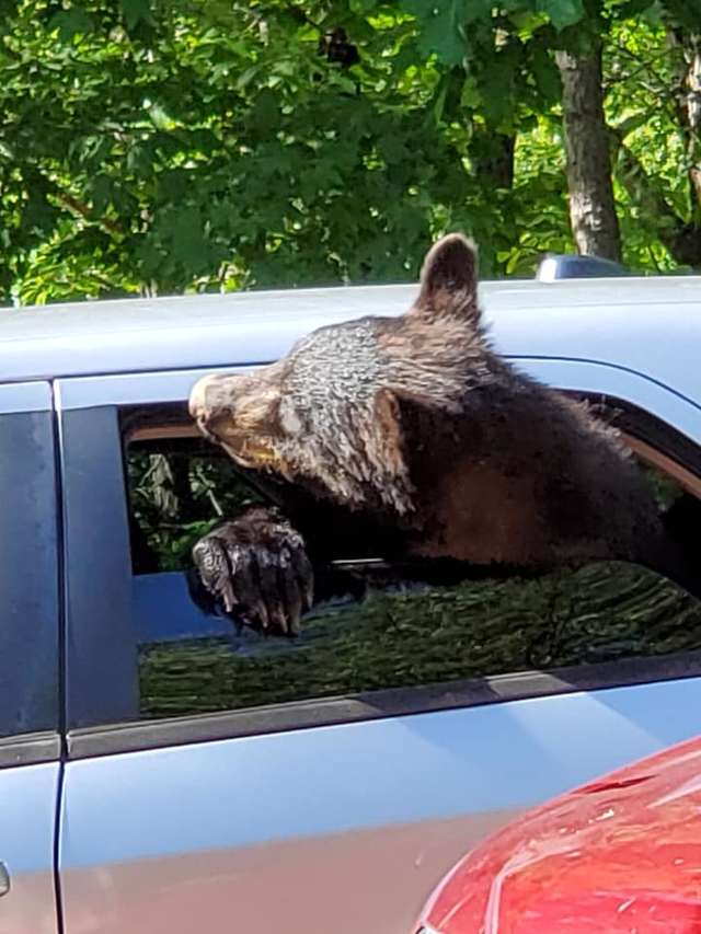 Guy Goes Outside To Find His Car Has A Whole Family Of Bears Inside