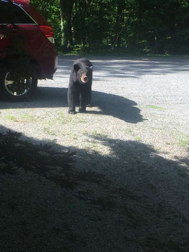 Guy Goes Outside To Find His Car Has A Whole Family Of Bears Inside